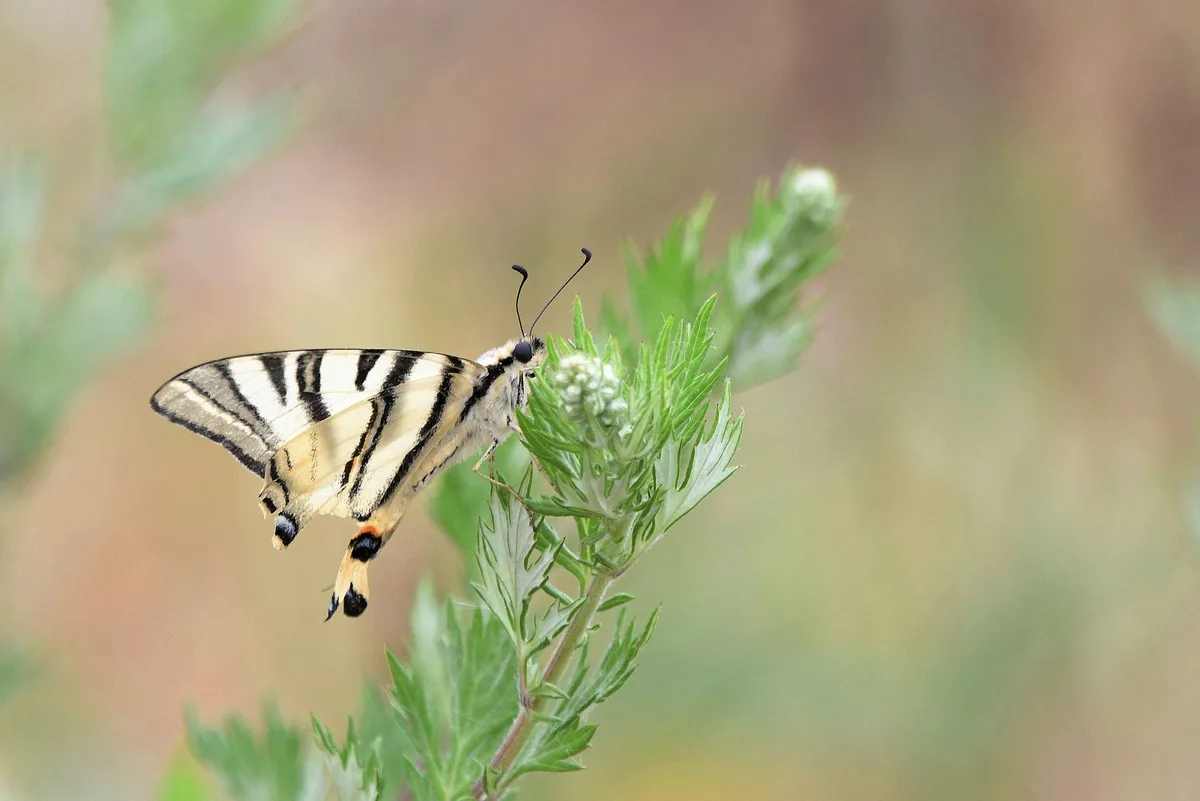 A tiger butterfly with black and yellow striped wings perches on a green plant, with overlaid text reading 'i'm not a…
