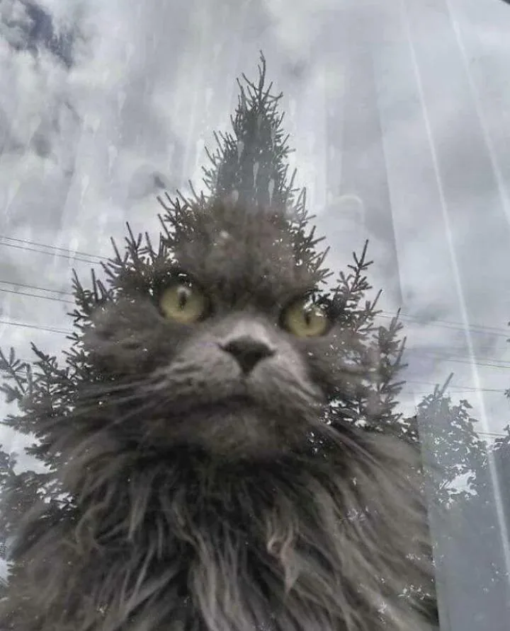 A long-haired gray cat stares intensely through a rain-streaked window, its fur blending with the silhouette of a pine tree…