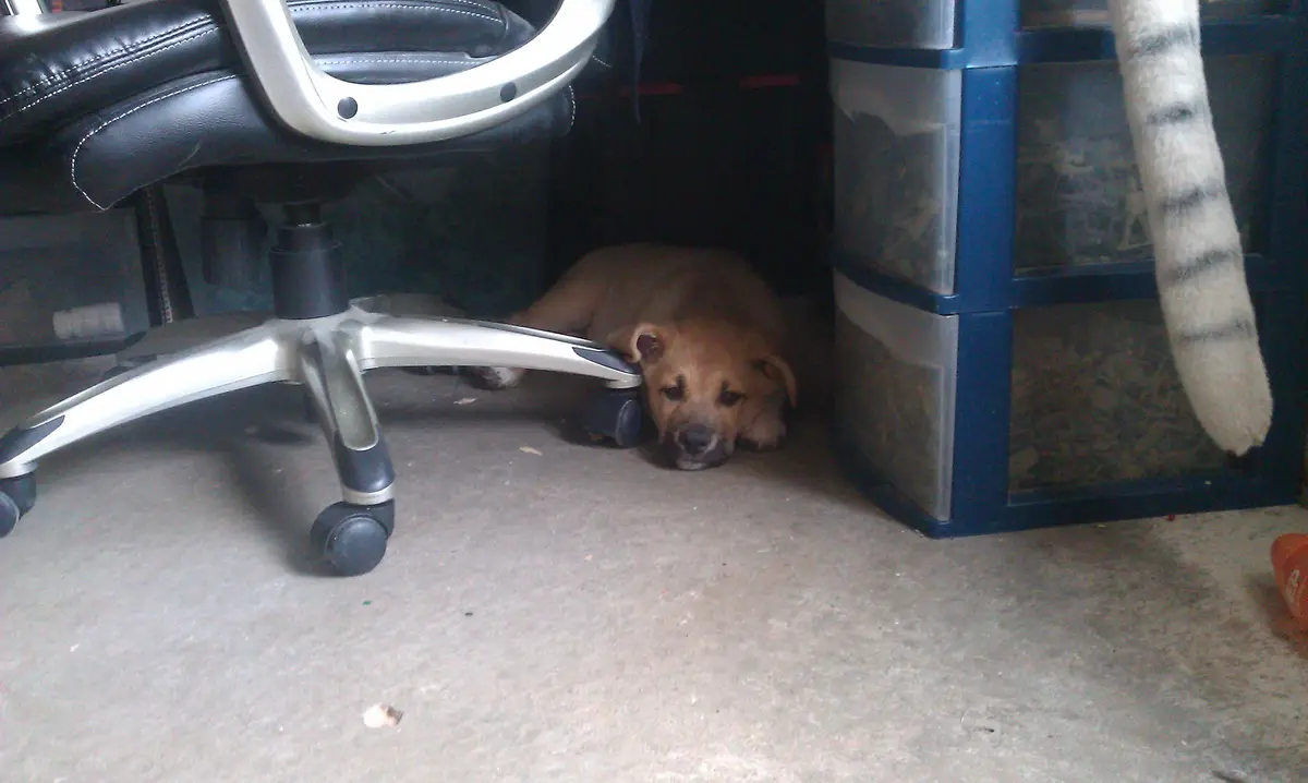 A brown dog is hiding under a black office chair with silver base, looking up with a fearful expression. A striped cat tail…