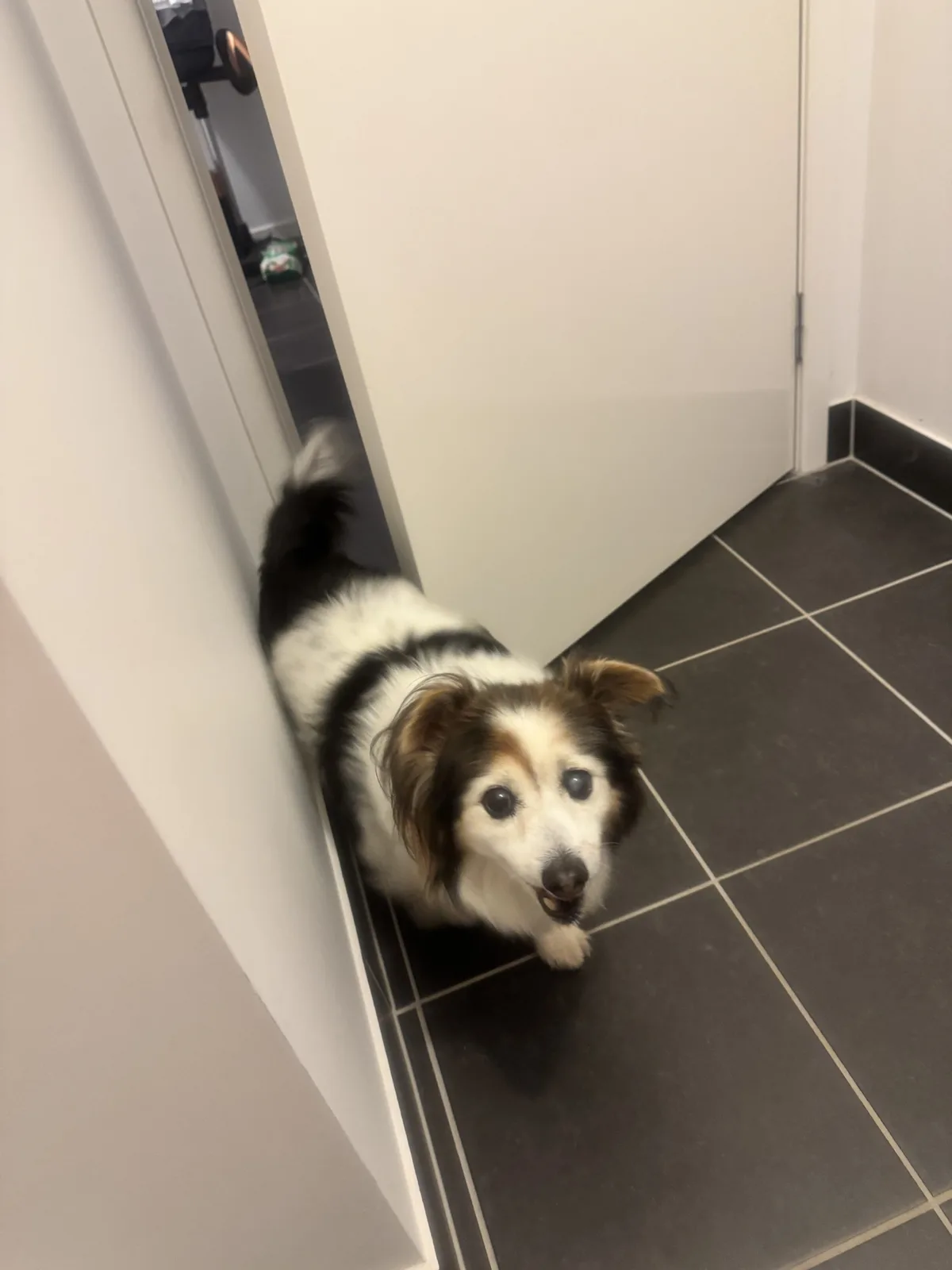 A small black and white dog with brown markings on its face is peeking out from a doorway, looking up at the camera with…