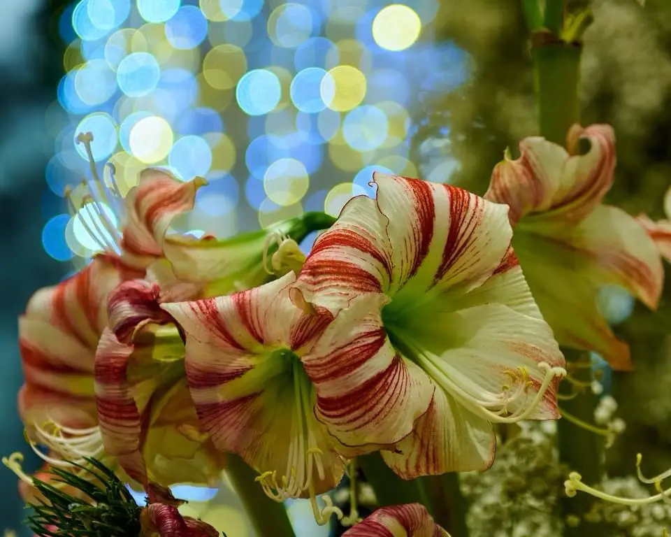 Another Stunning Floral Display
