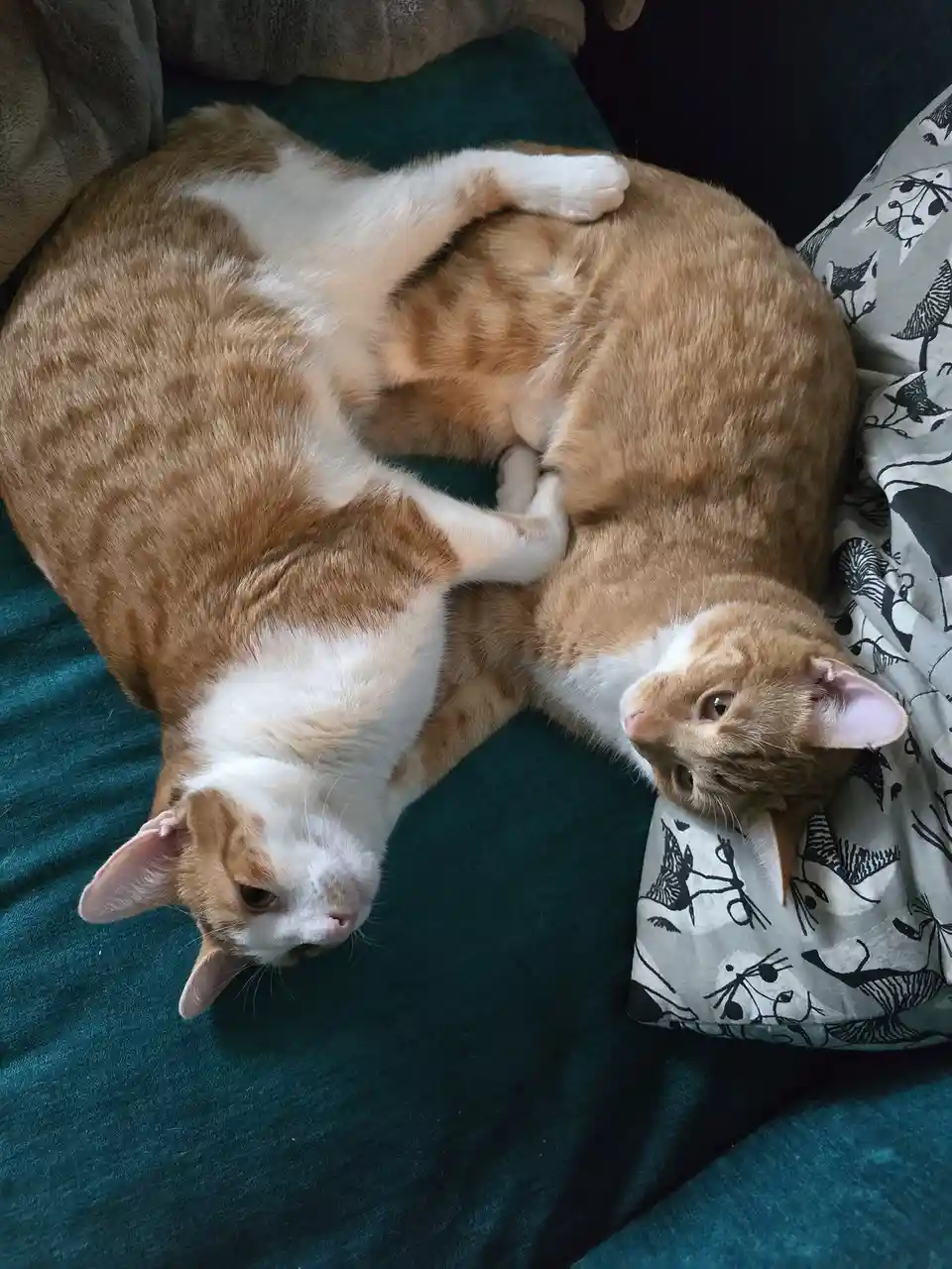 Two orange and white cats are curled up together on a teal blanket, one lying on its back with paws over its belly and the…