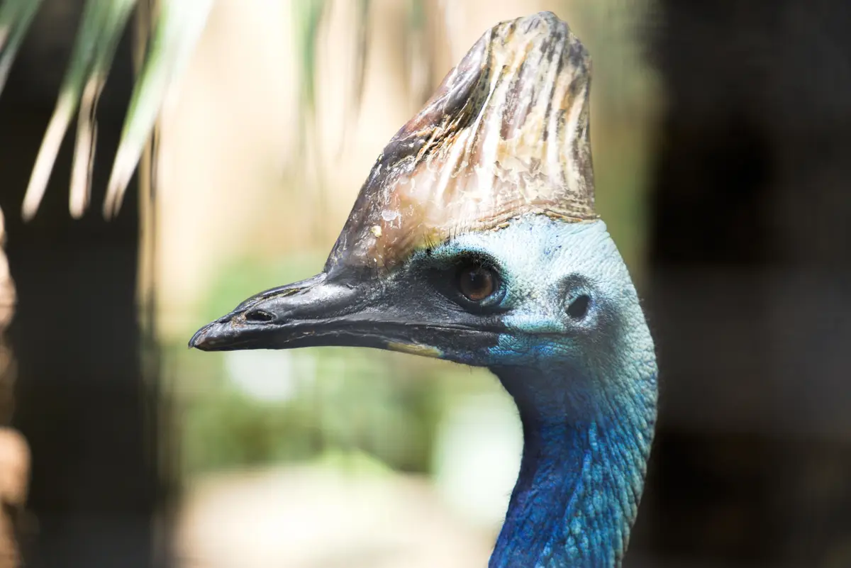 A close-up photograph of a cassowary's head, showing its distinctive blue neck, dark beak, and prominent bony casque on top…