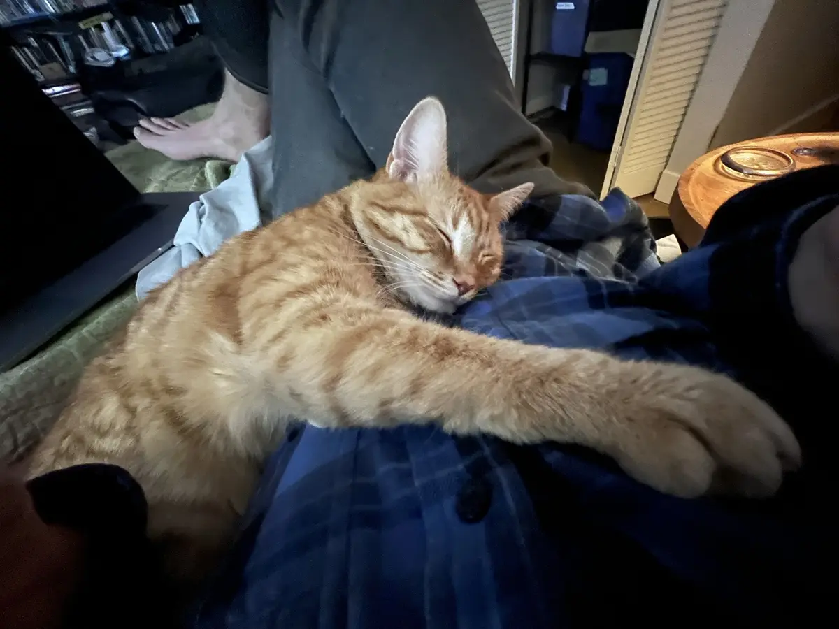 An orange tabby cat is sleeping soundly on a person's lap, its front paw stretched out, while the person sits with a laptop…
