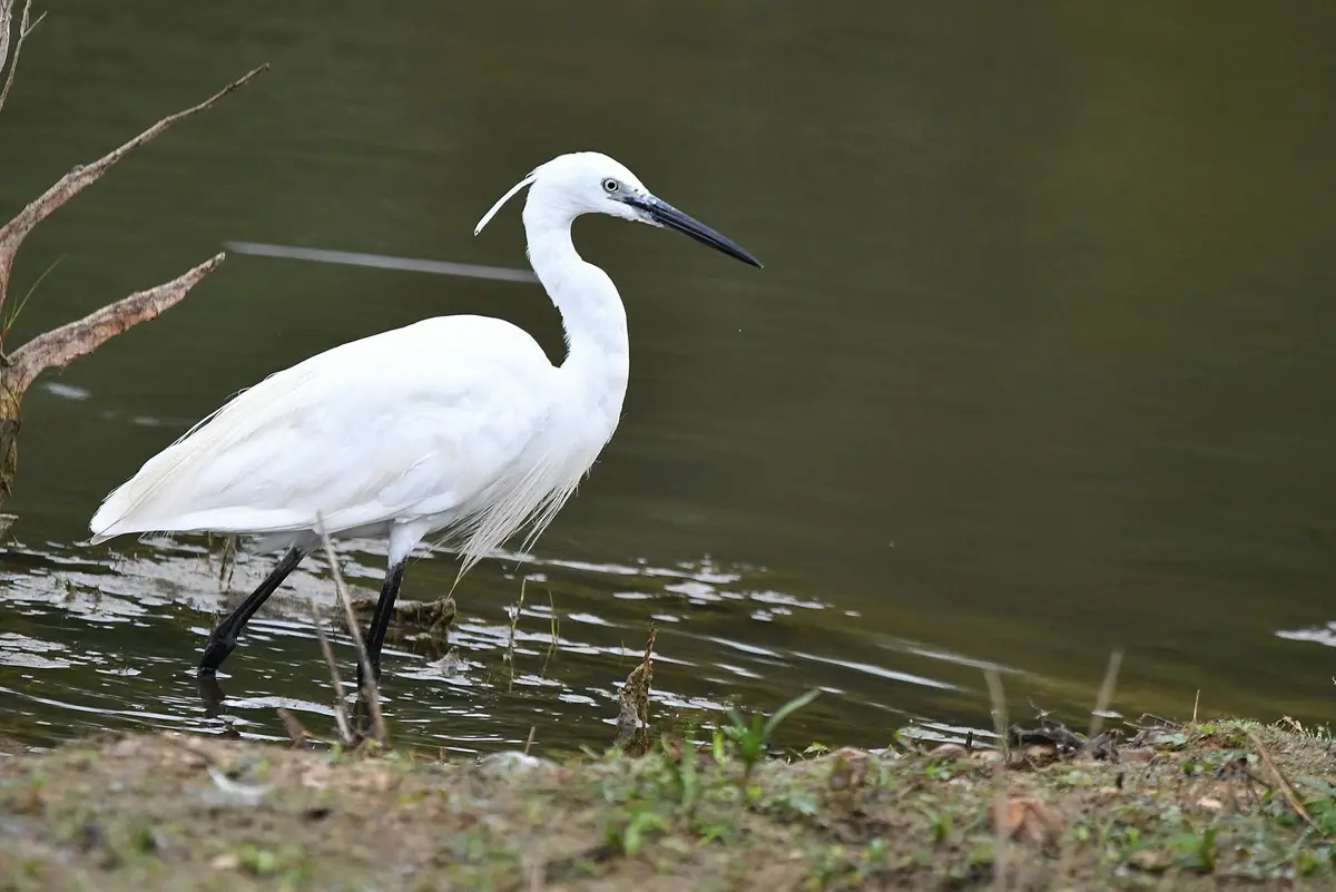 A white egret stands in shallow water near a muddy bank, its long black legs partially submerged and its long black beak…