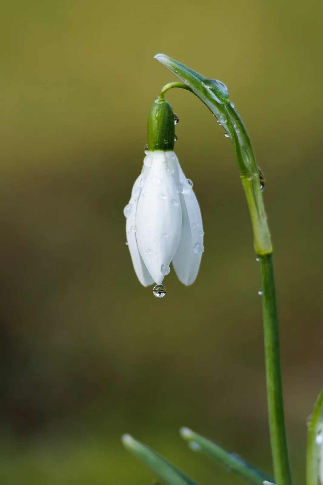 A close-up photo of a white snowdrop flower with water droplets on its petals and stem, set against a blurred green…