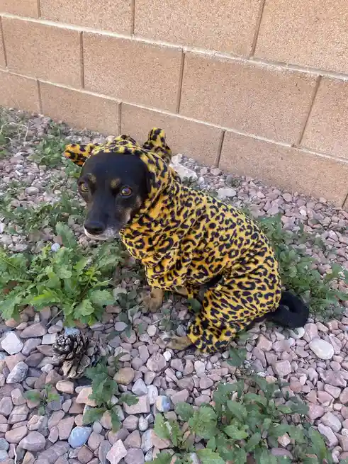 Missing Lainey’s Adorable Costumes So Much!