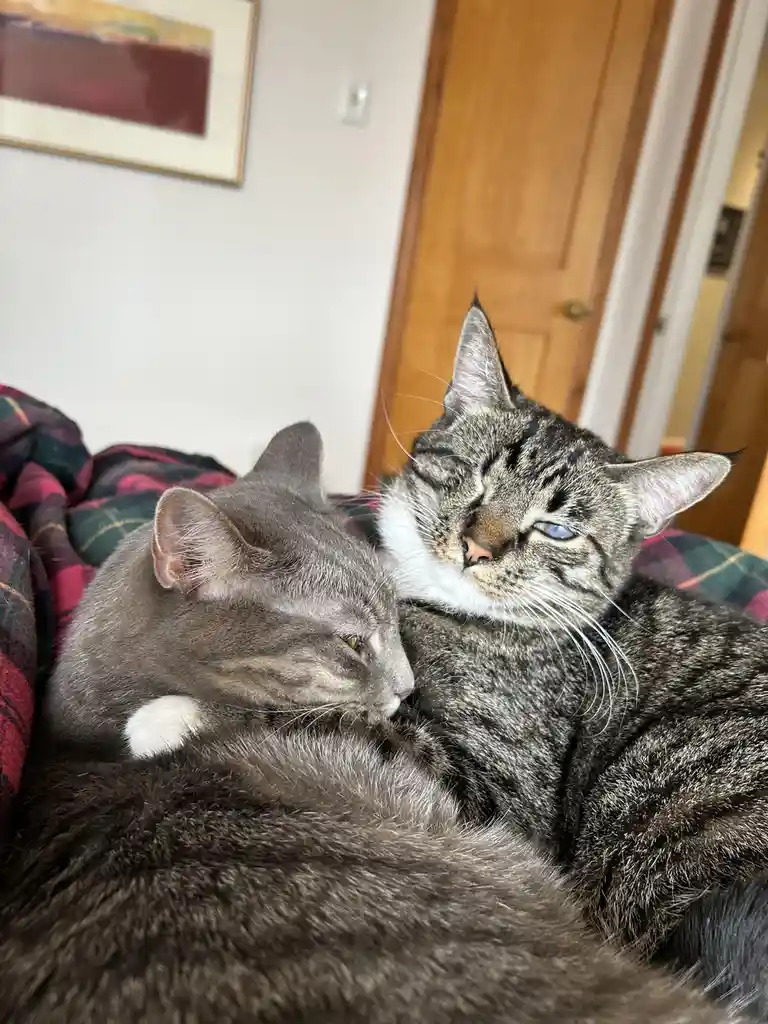 Two gray cats are cuddling on a plaid blanket; one has one blue eye and one yellow eye, looking sleepy and unbothered. The…