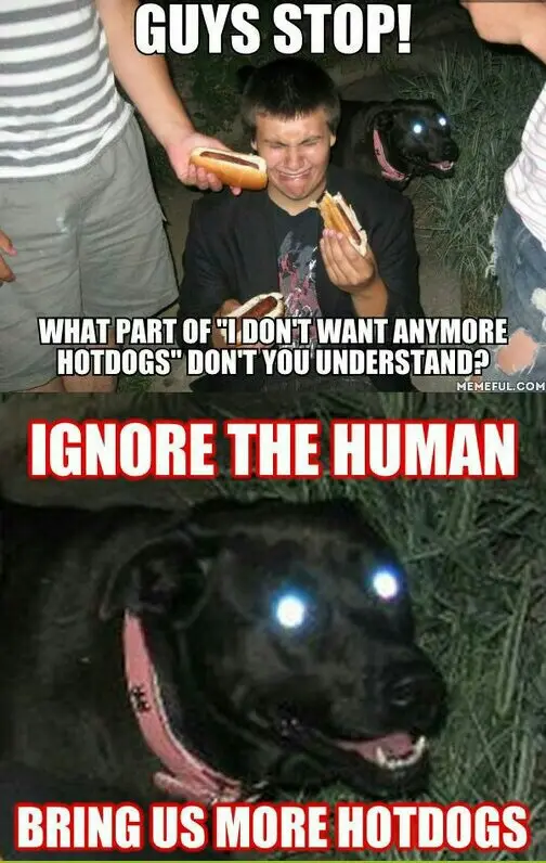 A two-panel meme. Top panel shows a young man holding hot dogs while a black dog with glowing eyes looks on; text says 'GUYS…
