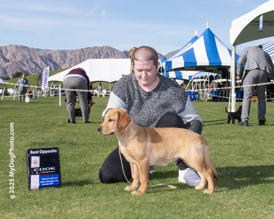 A person kneels beside a light brown dog at an outdoor dog show, with a sign reading 'Best Opposite' placed nearby. The…