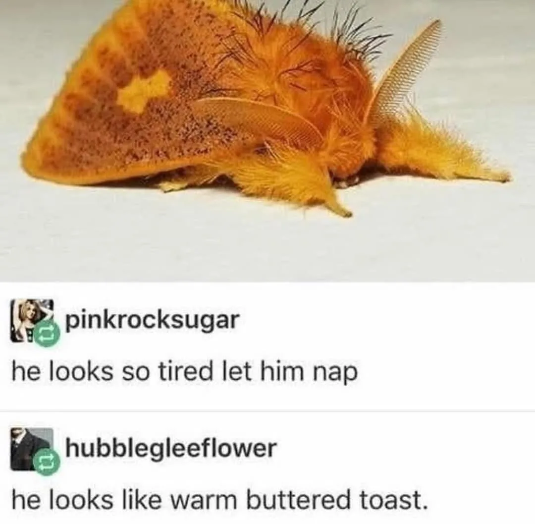 A close-up photo of a fuzzy, orange-brown moth with a yellow star-shaped marking on its back, resting on a white surface…