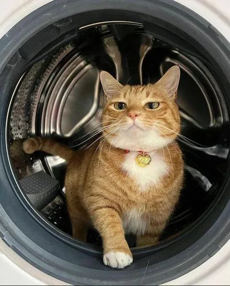 An orange tabby cat with a white chest and a gold tag sits inside a front-loading washing machine drum, looking directly at…