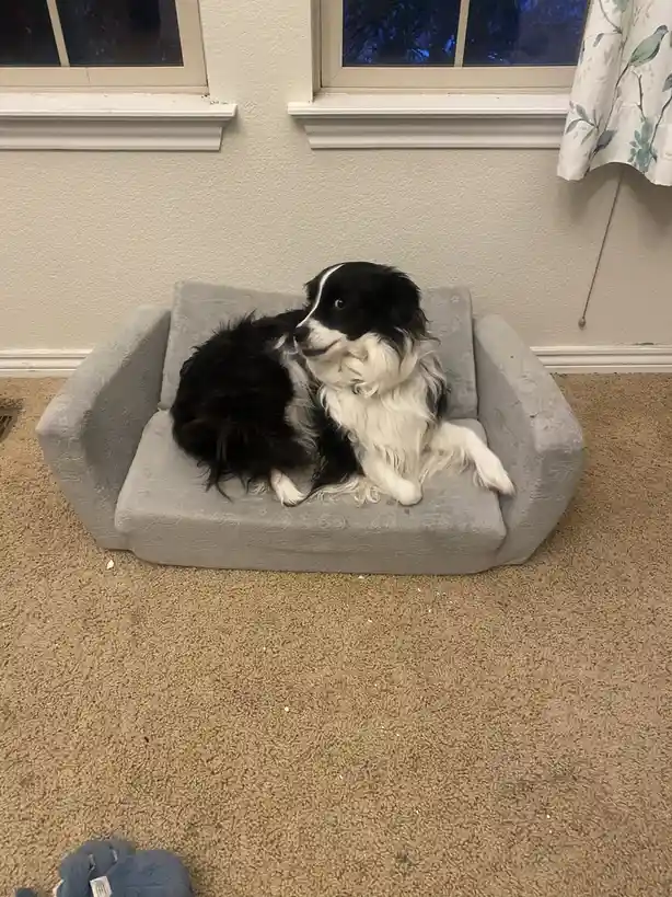 A black and white fluffy dog sits upright on a small grey pet sofa, looking off to the side with a calm expression. The dog…
