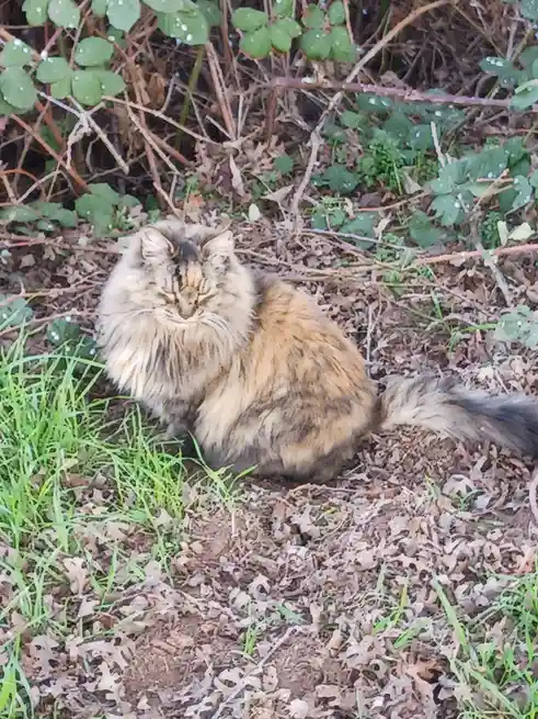 A fluffy, long-haired tortoiseshell cat sits calmly in a patch of grass and dry leaves, surrounded by green foliage. Its…