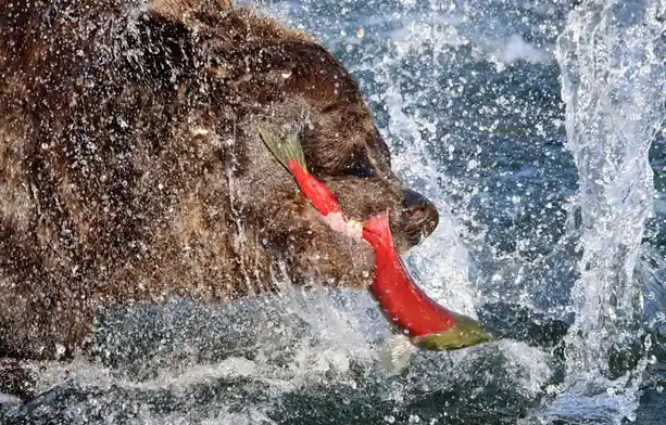 A brown bear is captured mid-action, splashing in water while holding a bright red salmon in its mouth. The fish's body is…