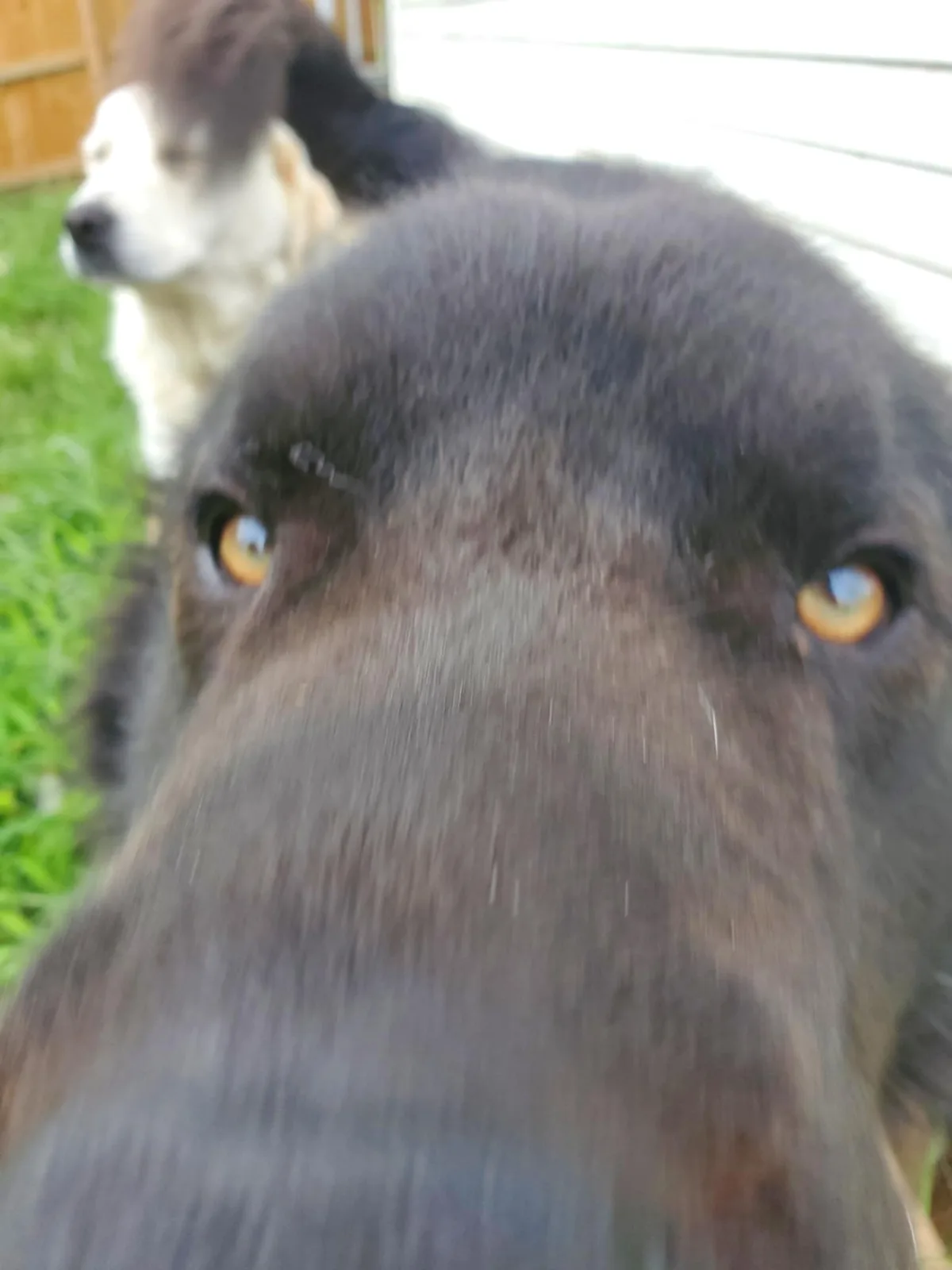 A blurry, close-up photo of a black dog's face, with its nose and eyes dominating the frame, while another dog is visible in…