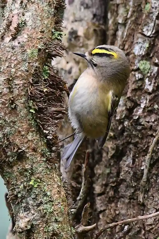 A small bird with a yellow stripe above its eye perches on a mossy tree trunk, looking sideways. The overlaid text reads…