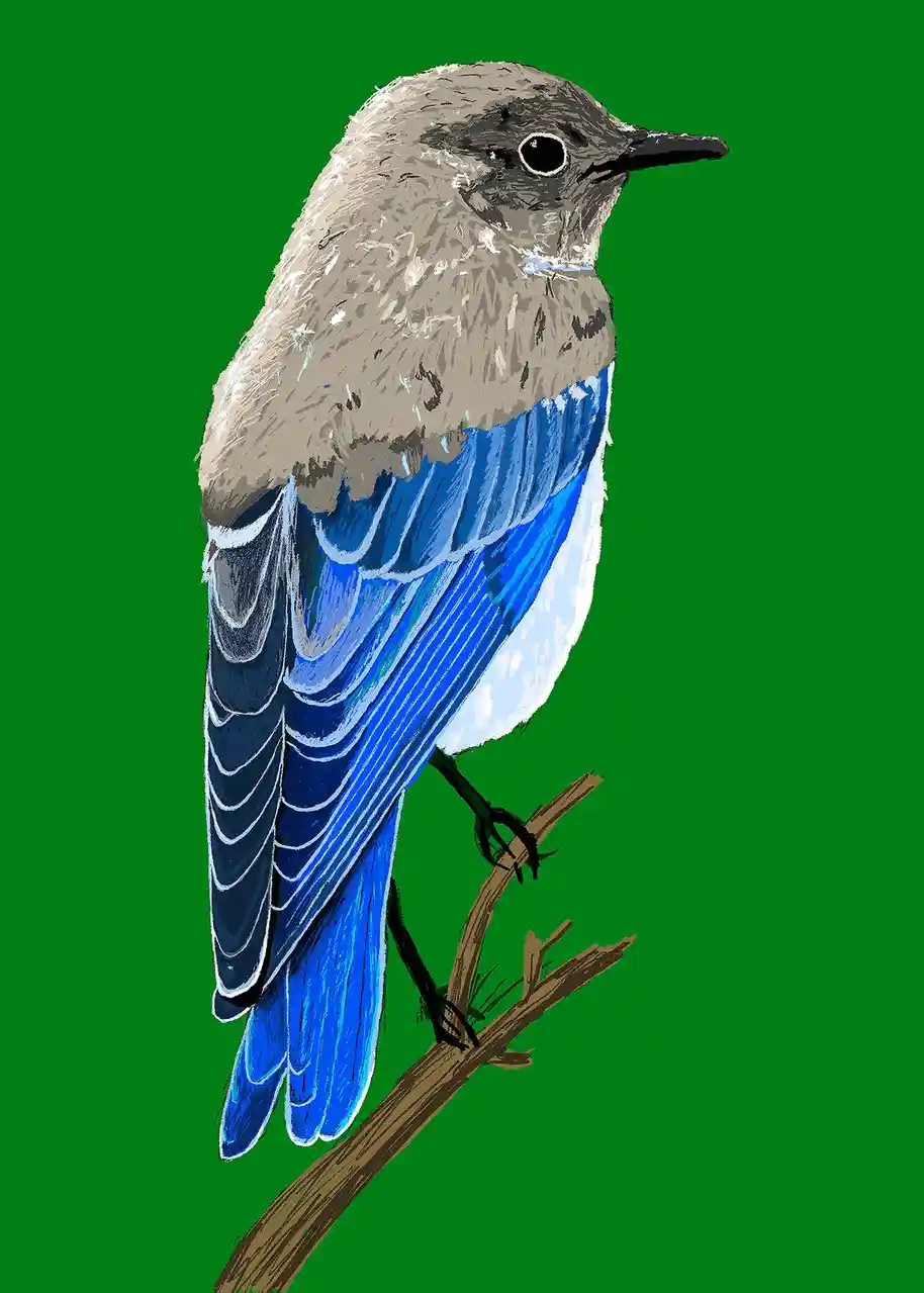 A stylized illustration of a bird with a gray head and upper body, vibrant blue wings and tail, and a white belly, perched…