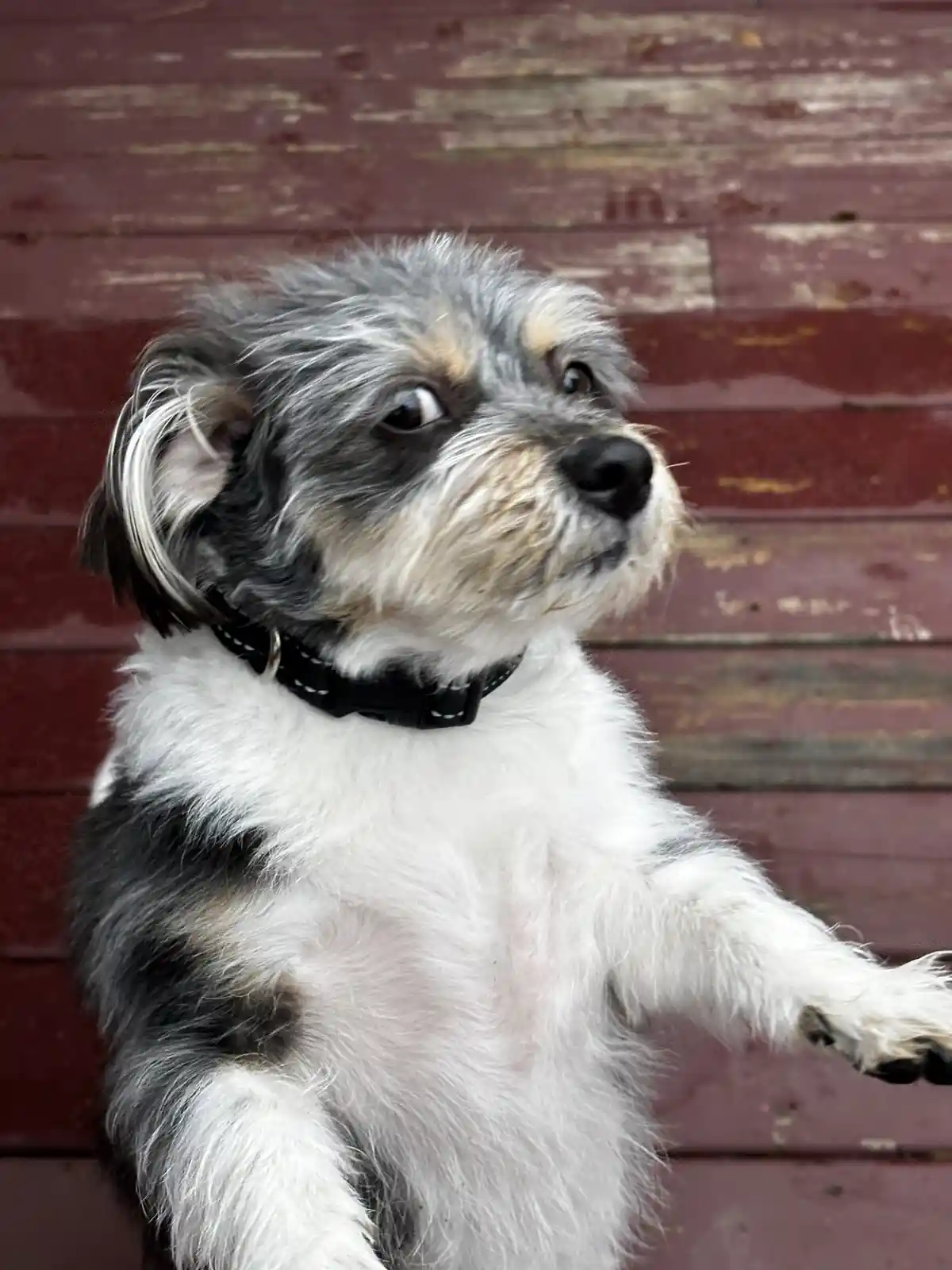 A small, fluffy dog with gray, white, and tan fur sits upright against a weathered red wooden wall, one paw raised as if…