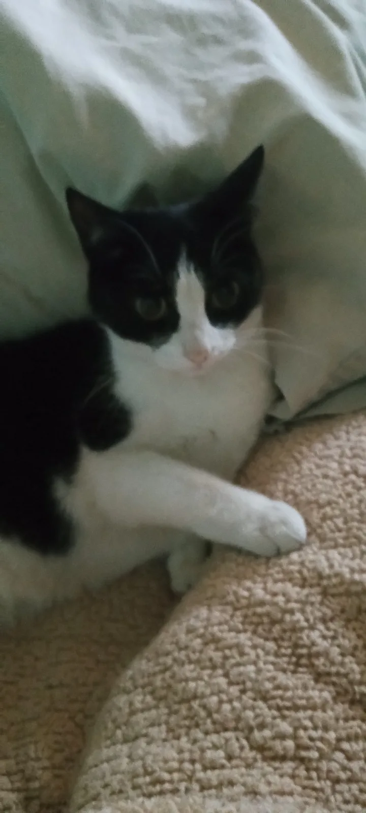 Introducing My Beloved Gato Panchito