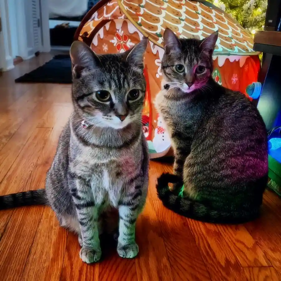 Two tabby cats sit on a wooden floor in front of a gingerbread house play tent. The cat on the right has a digitally applied…
