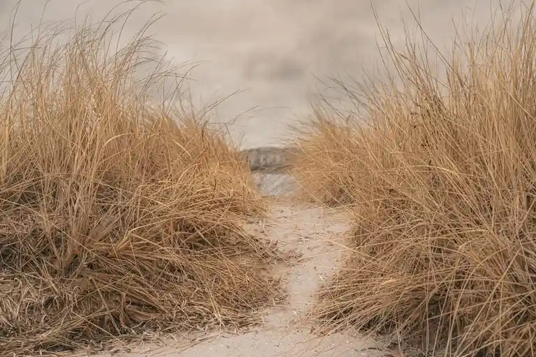 A narrow sandy path winds through tall, dry, golden-brown beach grass under an overcast sky, leading toward a distant…