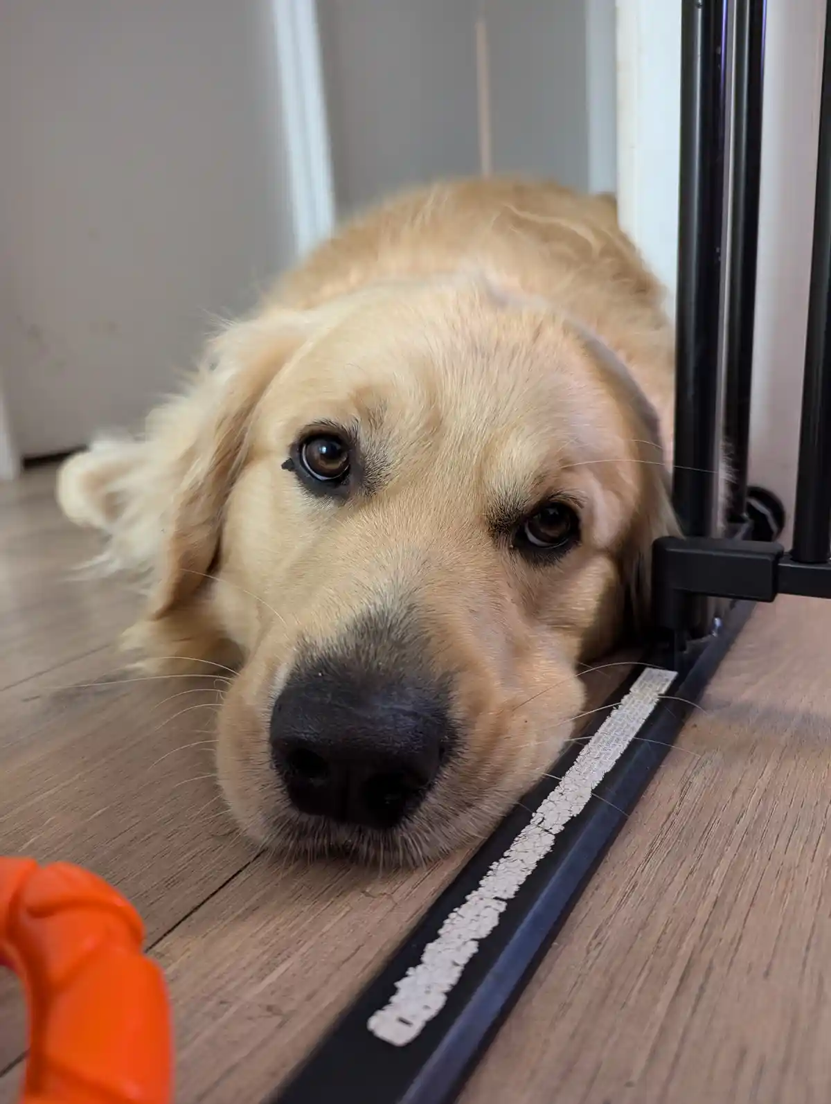 A golden retriever lies on a wooden floor, its head resting near the base of a black pet gate, looking directly at the…