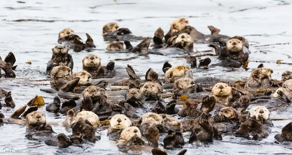Celebrate Sea Otter Awareness Week with Fun Facts and Cute Photos
