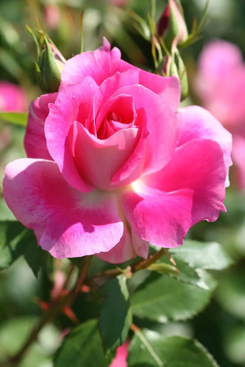 A Glimpse into the Beauty of Keisei Rose Garden - May 2013