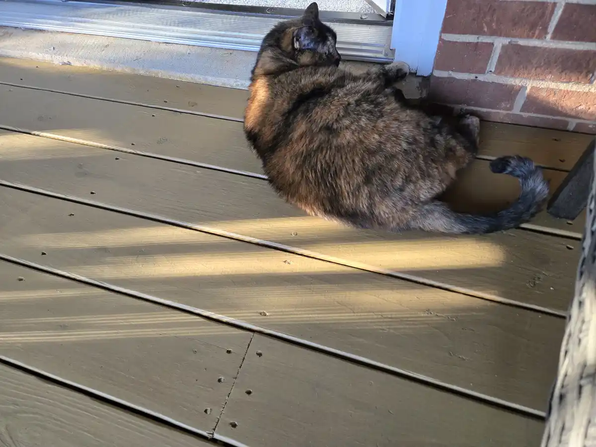 A tortoiseshell cat is curled up and sleeping on a wooden deck near a brick wall and door frame, basking in sunlight. The…