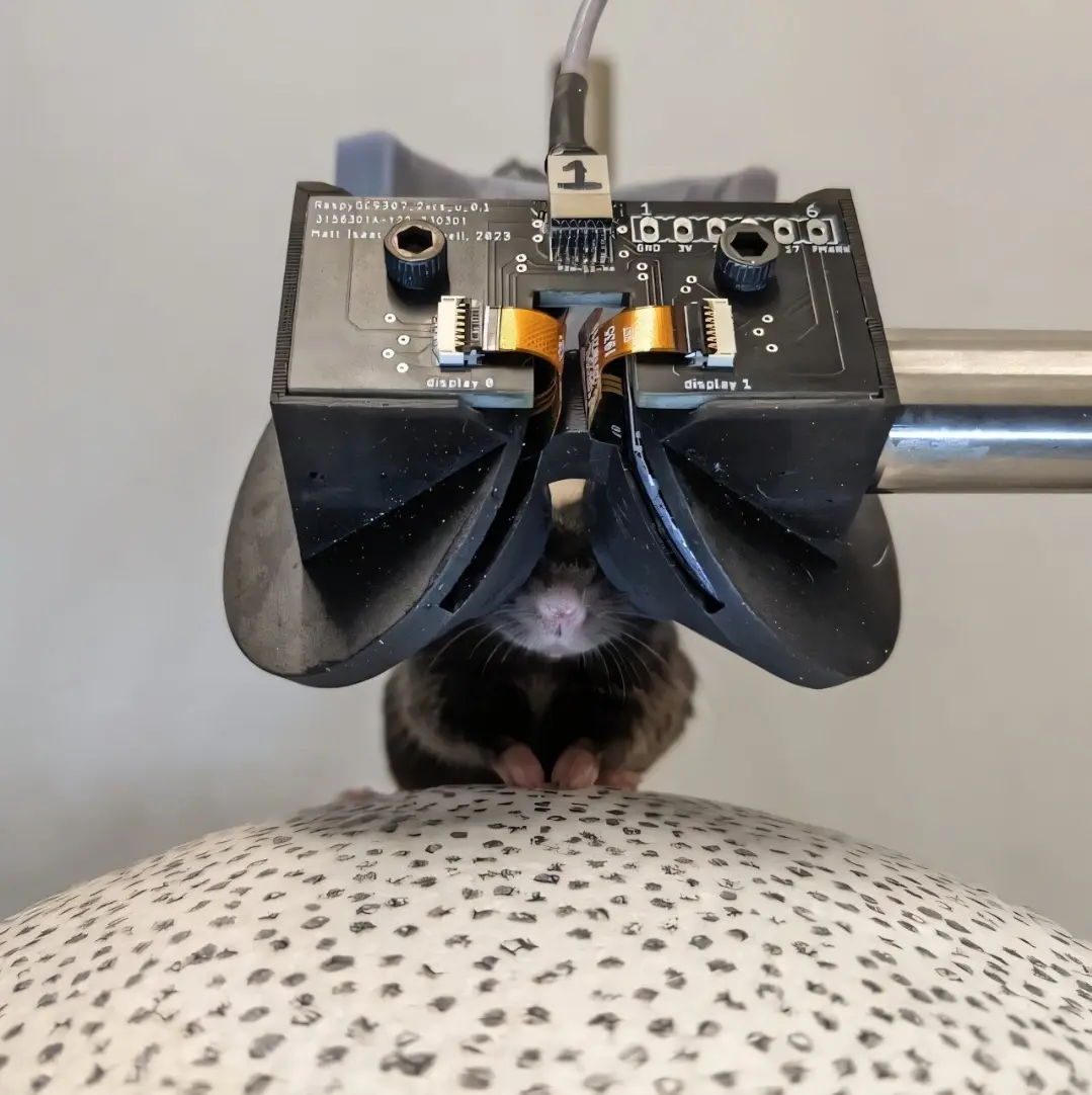 A small brown mouse is positioned under a custom-built electronic device labeled 'Raspberry Pi' with two display ports…