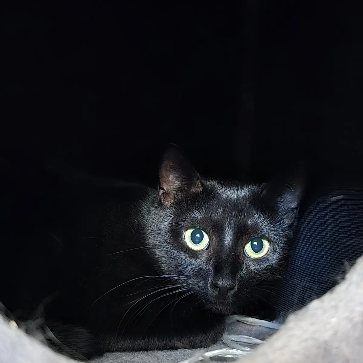 A black cat with glowing green eyes peers out from a dark, shadowy space, possibly a cat tunnel or under a bed, with its…