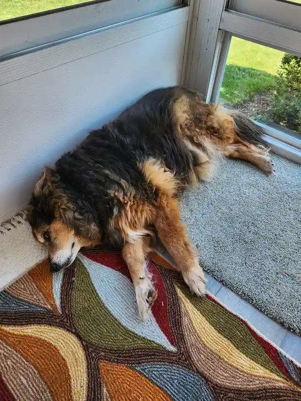A fluffy, long-haired dog with black and tan fur is lying sprawled across a colorful rug near a window, appearing very…