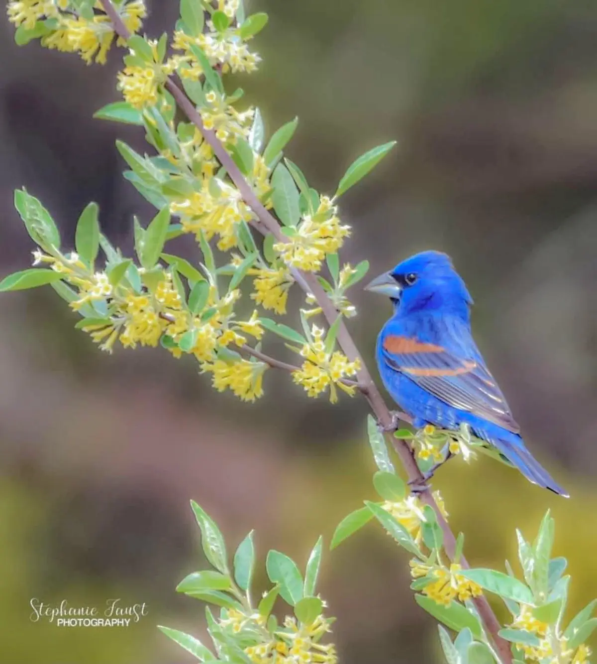 Stunning blue grosbeak in its natural habitat.