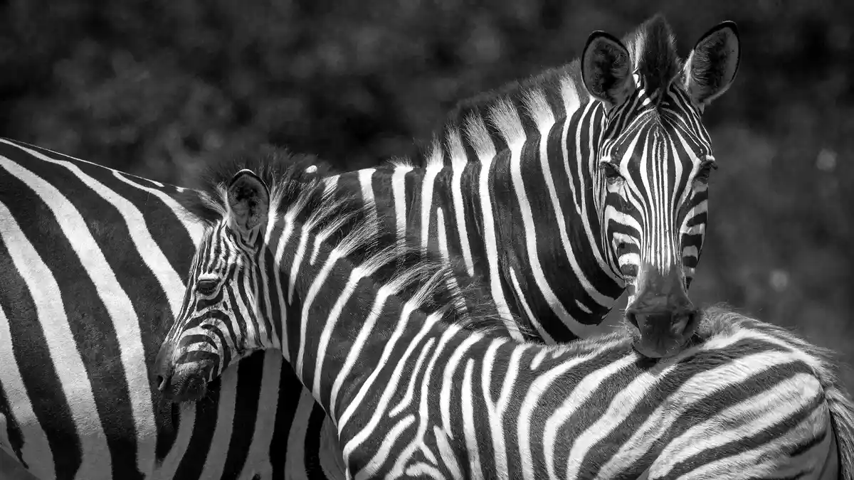 A unique parent-child zebra duo parades in their striped outfits, each with subtly distinct patterns. Like human…