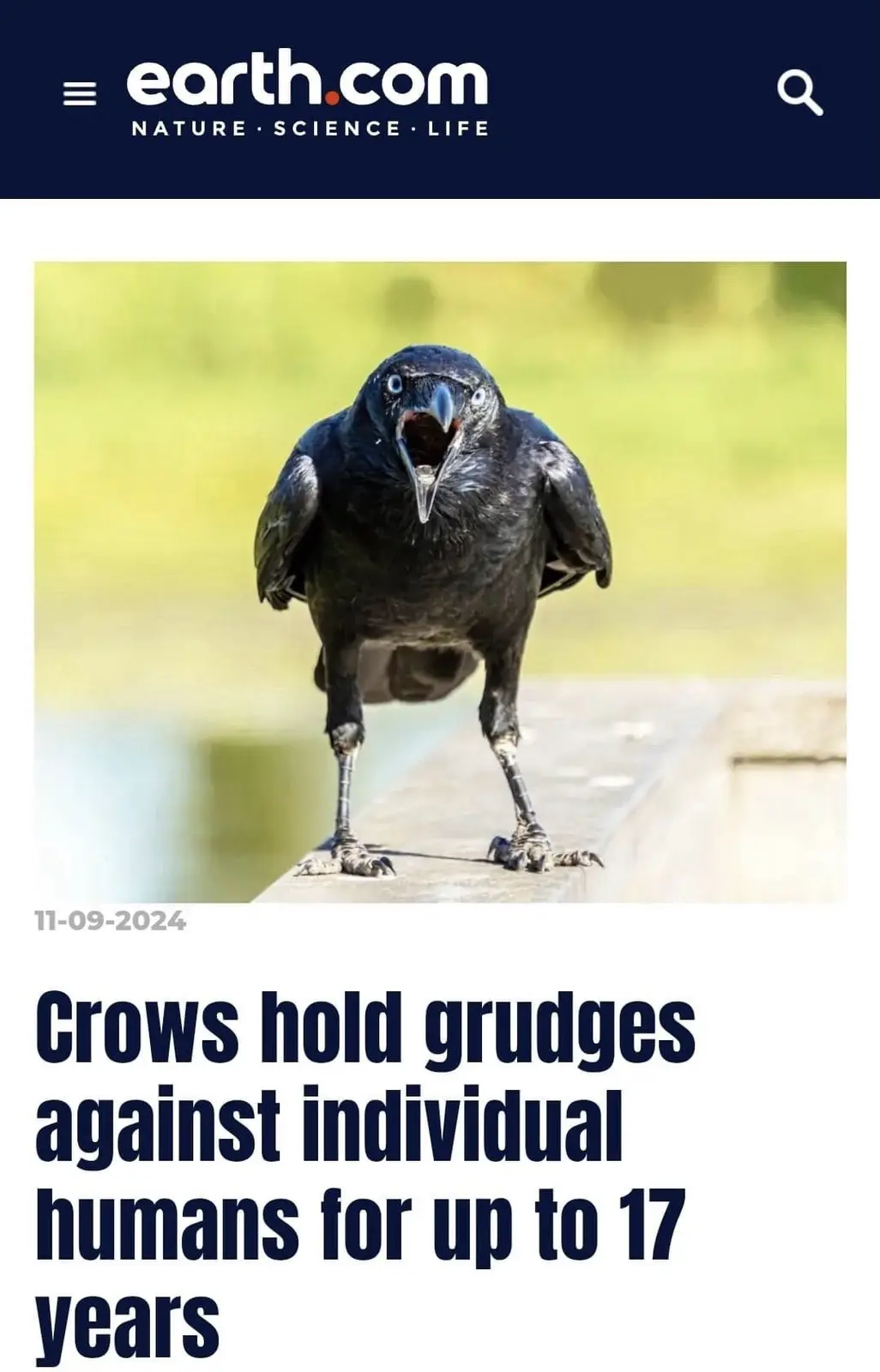 A close-up photo shows a black crow standing on a concrete ledge with its beak open and eyes wide, appearing to screech. The…