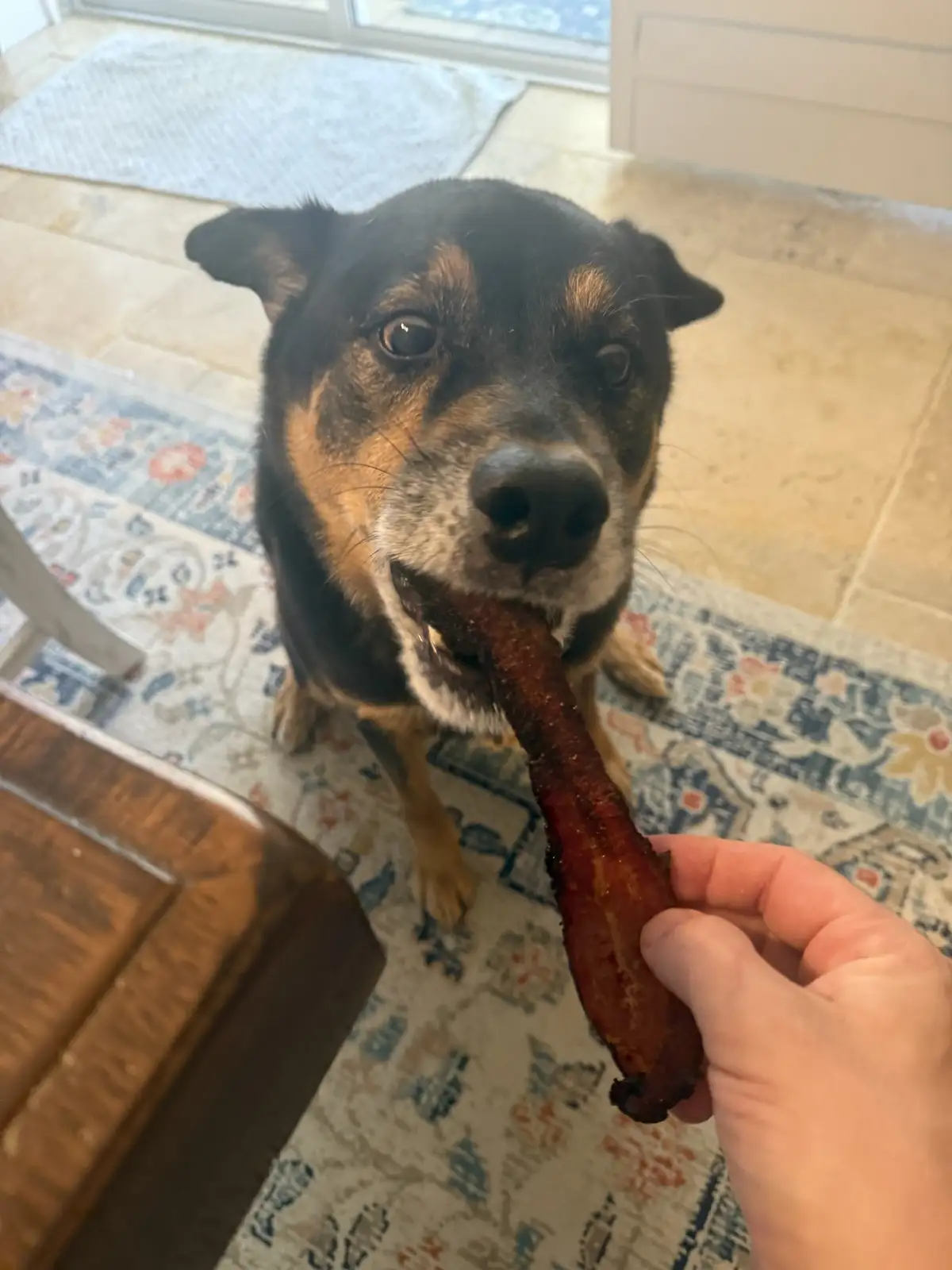 A black and tan dog with a white muzzle is sitting on a patterned rug and holding a strip of cooked bacon in its mouth. A…
