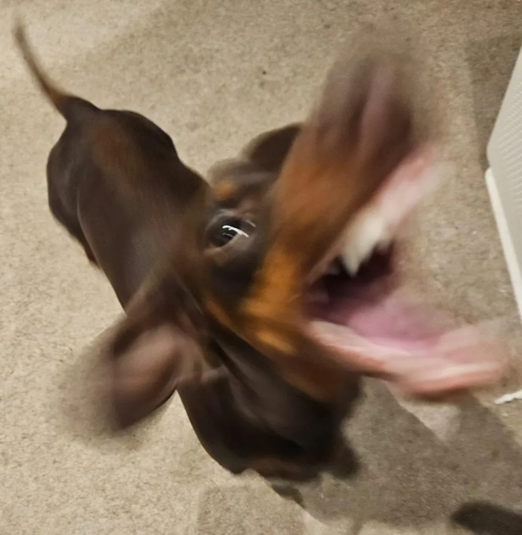 A blurry, motion-captured photo of a dachshund puppy looking up with its mouth wide open, showing teeth and tongue, as if…