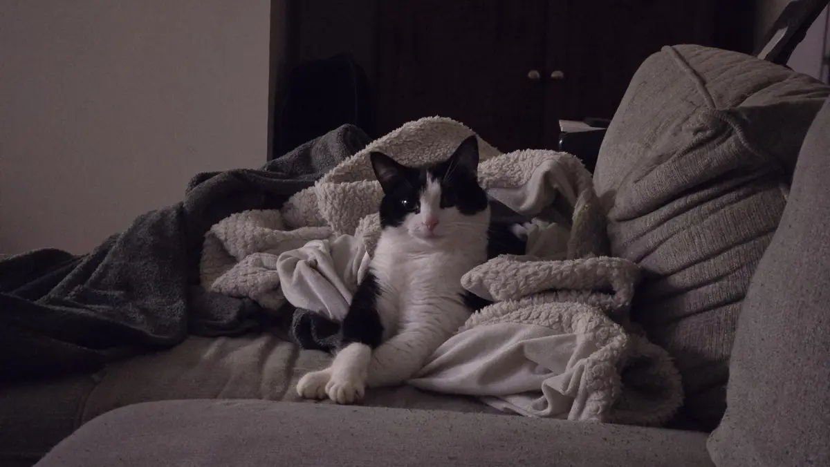 Meet Mr. Crossy-paws, the cutest feline around