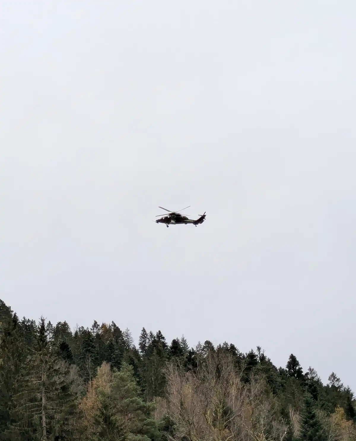 A Stunningly Beautiful Bird Captured in Time