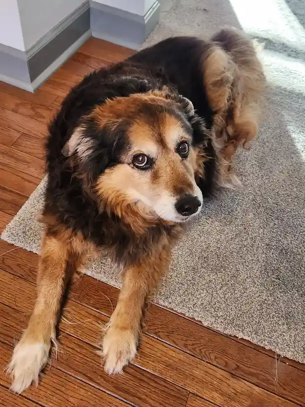 A fluffy brown and black dog with sad, pleading eyes lies on a beige rug over hardwood floors, looking up at the camera. The…