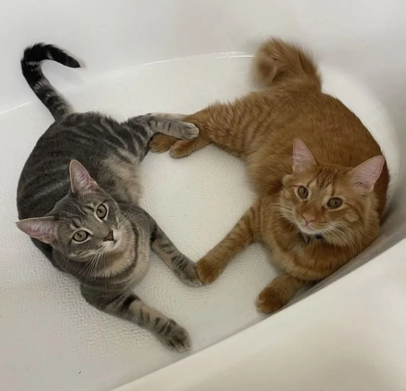 Two cats, one gray tabby and one orange tabby, are lounging together in a white bathtub, their paws touching. The gray cat…