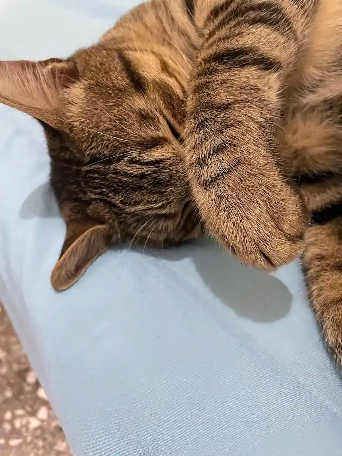 Another Classic Cat Snapshot