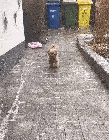 A small, fluffy brown dog walks confidently toward the camera on a paved outdoor path, then abruptly turns around and runs…