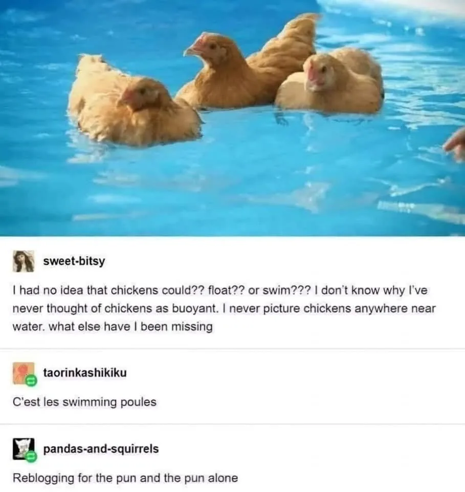 Three brown chickens are floating and swimming in a bright blue swimming pool, with a human hand visible at the edge…