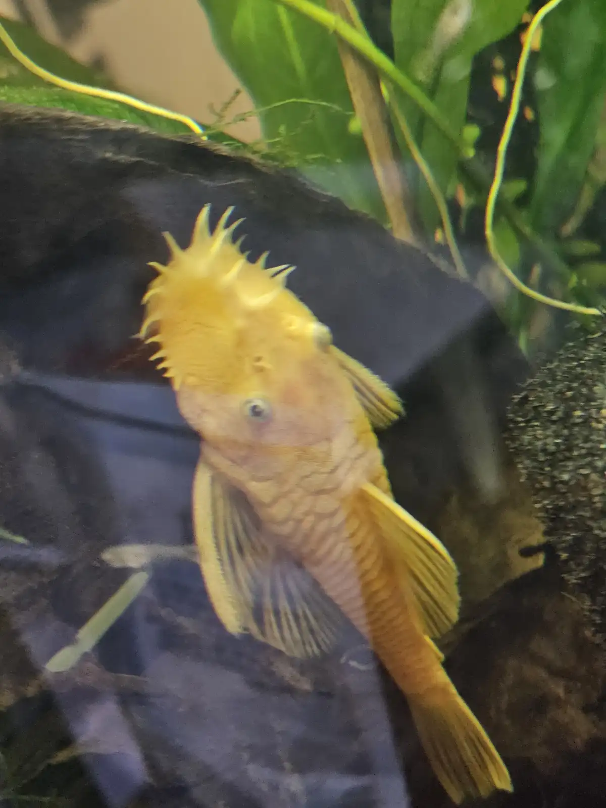 Meet the Handsome Male Bristlenose Pleco