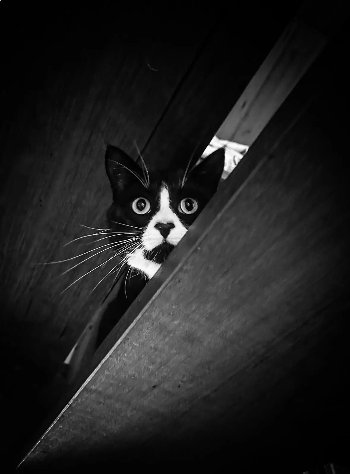 A black and white cat with wide, startled eyes peers out from a narrow gap between two wooden planks in a black and white…