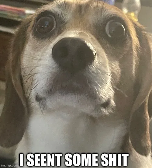 A close-up photo of a beagle dog with wide, startled eyes looking upward, overlaid with bold white text reading 'I SEENT…