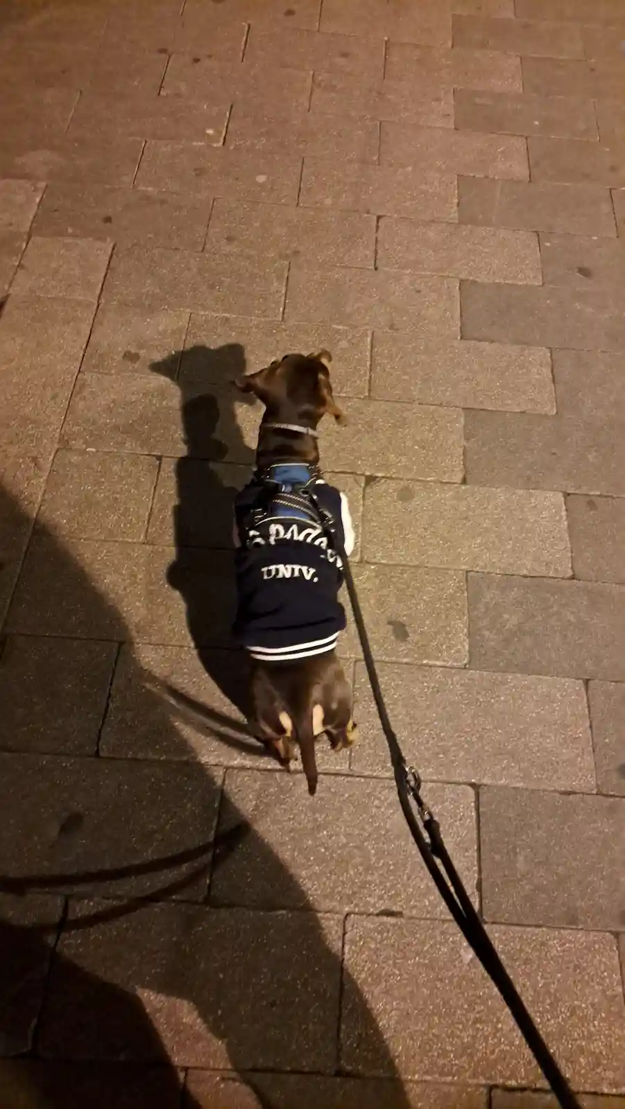 A dachshund wearing a navy blue varsity-style jacket with 'UNTV.' printed on the back walks on a leash on a paved sidewalk…