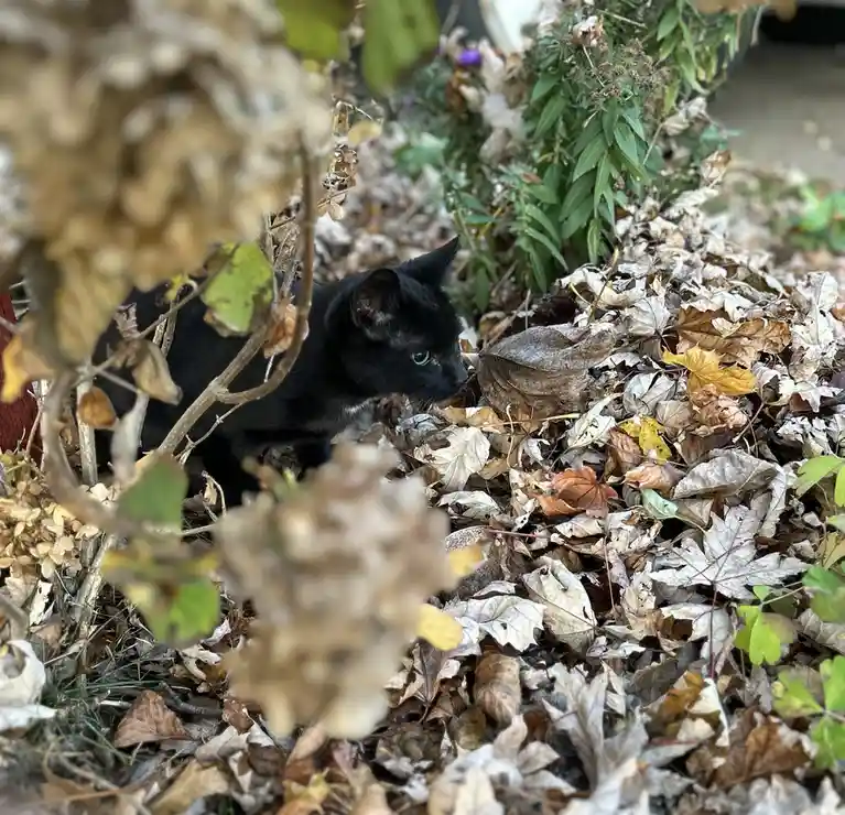 A black cat with green eyes is partially hidden among dry, brown autumn leaves and out-of-focus foliage, looking alertly to…